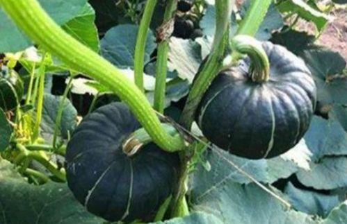 网红小视频吃瓜最新网站,热门事件一网打尽 第3张 网红小视频吃瓜最新网站,热门事件一网打尽 第3张